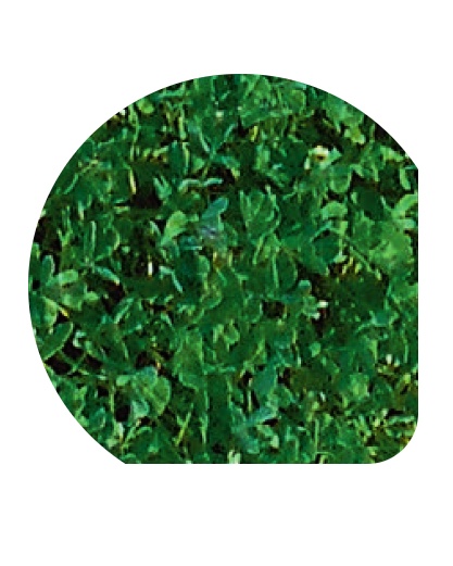 Ďatelina podzemná, Trifolium subterraneum 5 kg